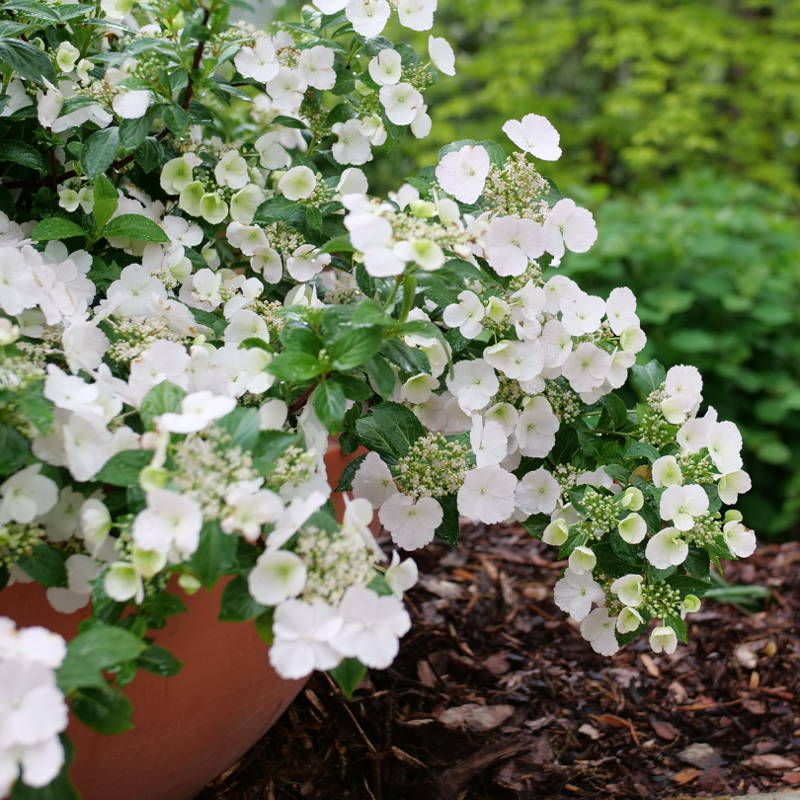 Romantic white cupped hydrangea flowers cascading out of pot